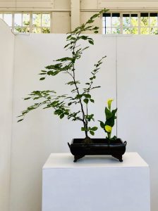 Shoka-Kabuwake-klassisch 